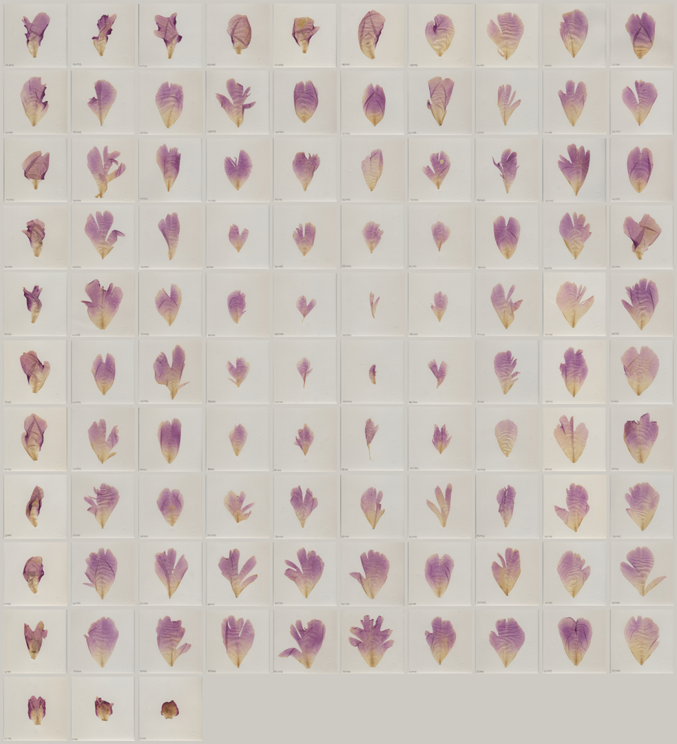 Pivoine 103 pétales / Printemps 2016